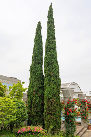 20 MEDITERRANEAN CYPRESS TREE Italian Pencil Pine Cedar Cupressus Sempervirens Stricta Seeds